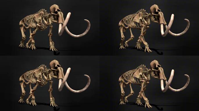 猛犸象骨骼奔跑走路动画