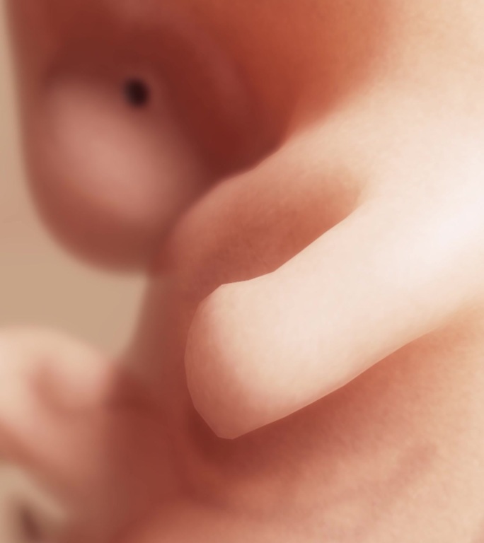 胚胎发育过程7周胎心妊娠早期手脚发育
