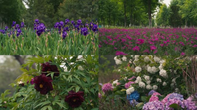 北京花乡公园花卉运镜牡丹花运镜素材合集