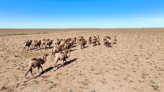 航拍内蒙古大红山动物骆驼动态绿水蓝天