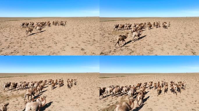航拍内蒙古大红山动物骆驼动态绿水蓝天