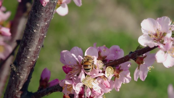蜜蜂采蜜桃花