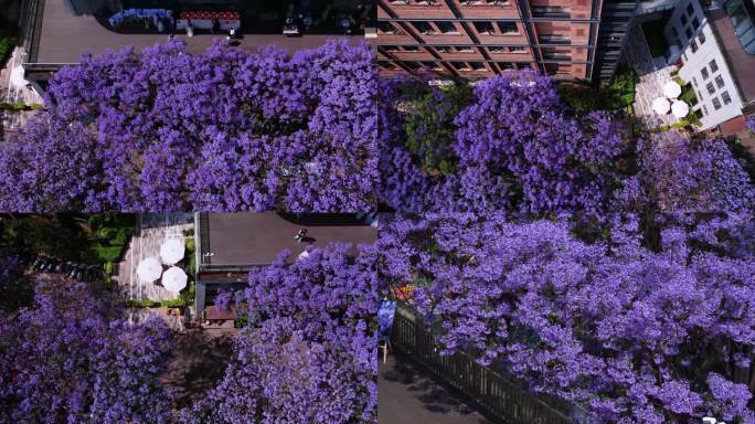 昆明铁皮巷蓝花楹景色