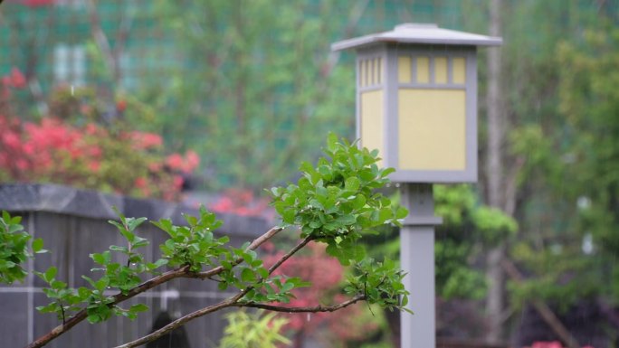 春意怏然  春雨  枝芽嫩叶