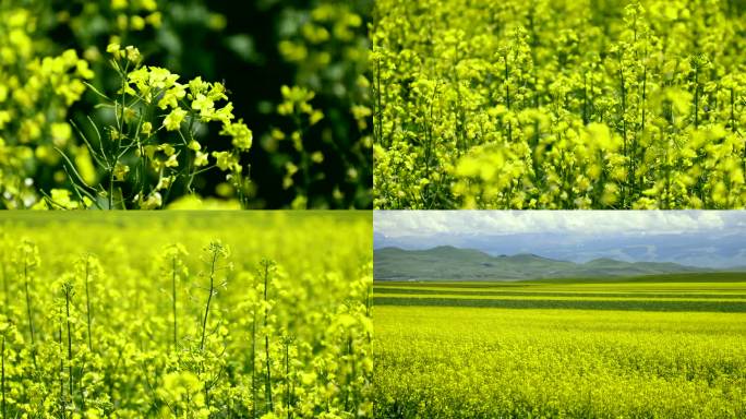 油菜花一组