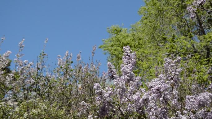 空镜阳光下紫丁香花丛