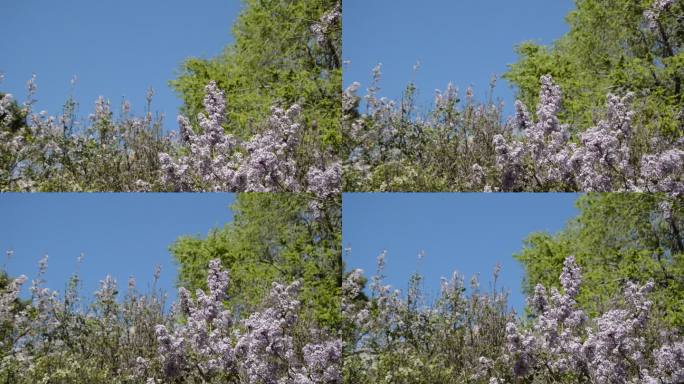 空镜阳光下紫丁香花丛