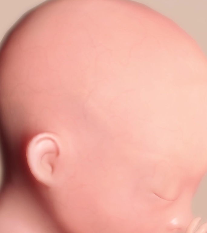 胚胎发育过程13周吮吸反射打哈欠妊娠期
