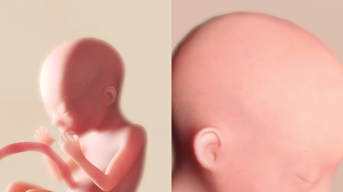 胚胎发育过程13周吮吸反射打哈欠妊娠期