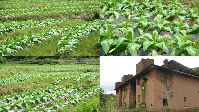 田地里种植的烟叶以及烤烟房4k