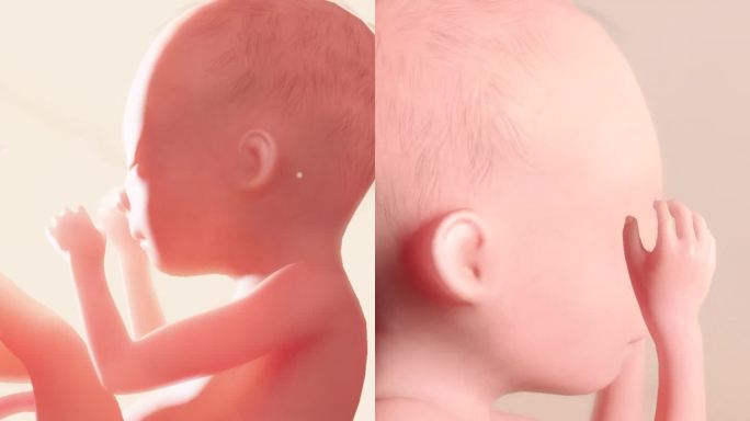 胚胎发育过程17周横隔膜指纹髓鞘形成