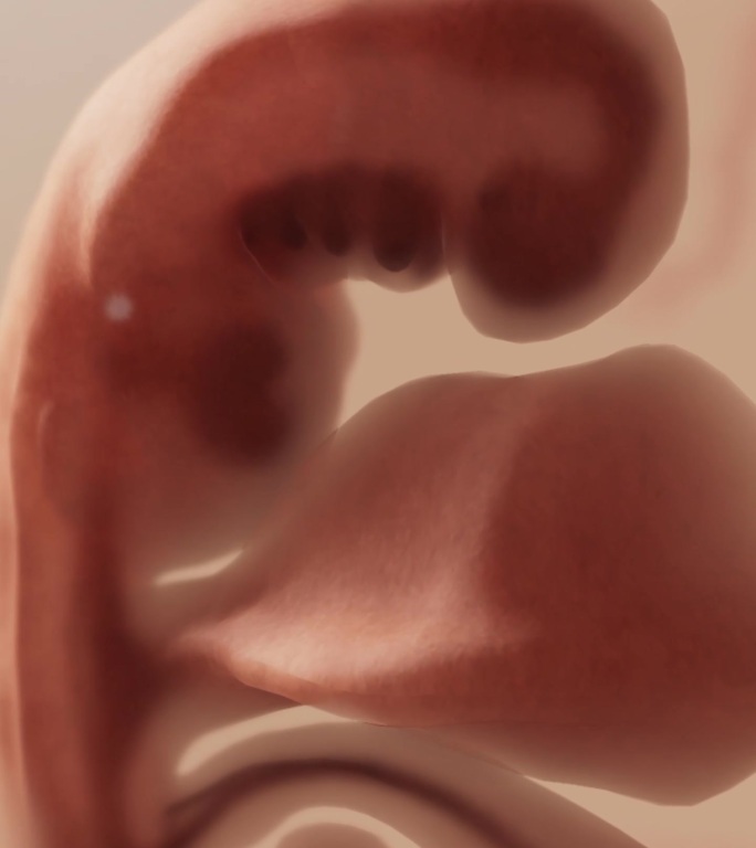 受孕受精5周囊胚胚盘精子卵子胚胎发育胎心
