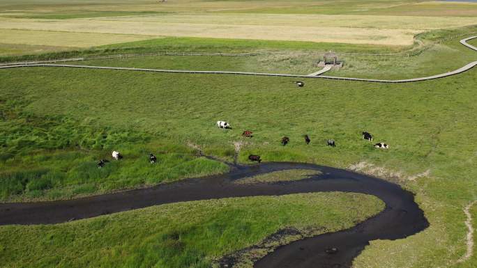 新疆草原 河边休息的牛群