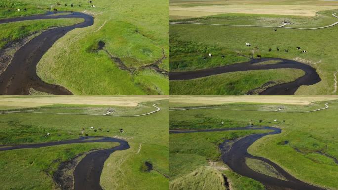 新疆草原 河边休息的牛群