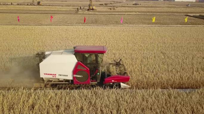 大型机械收割水稻