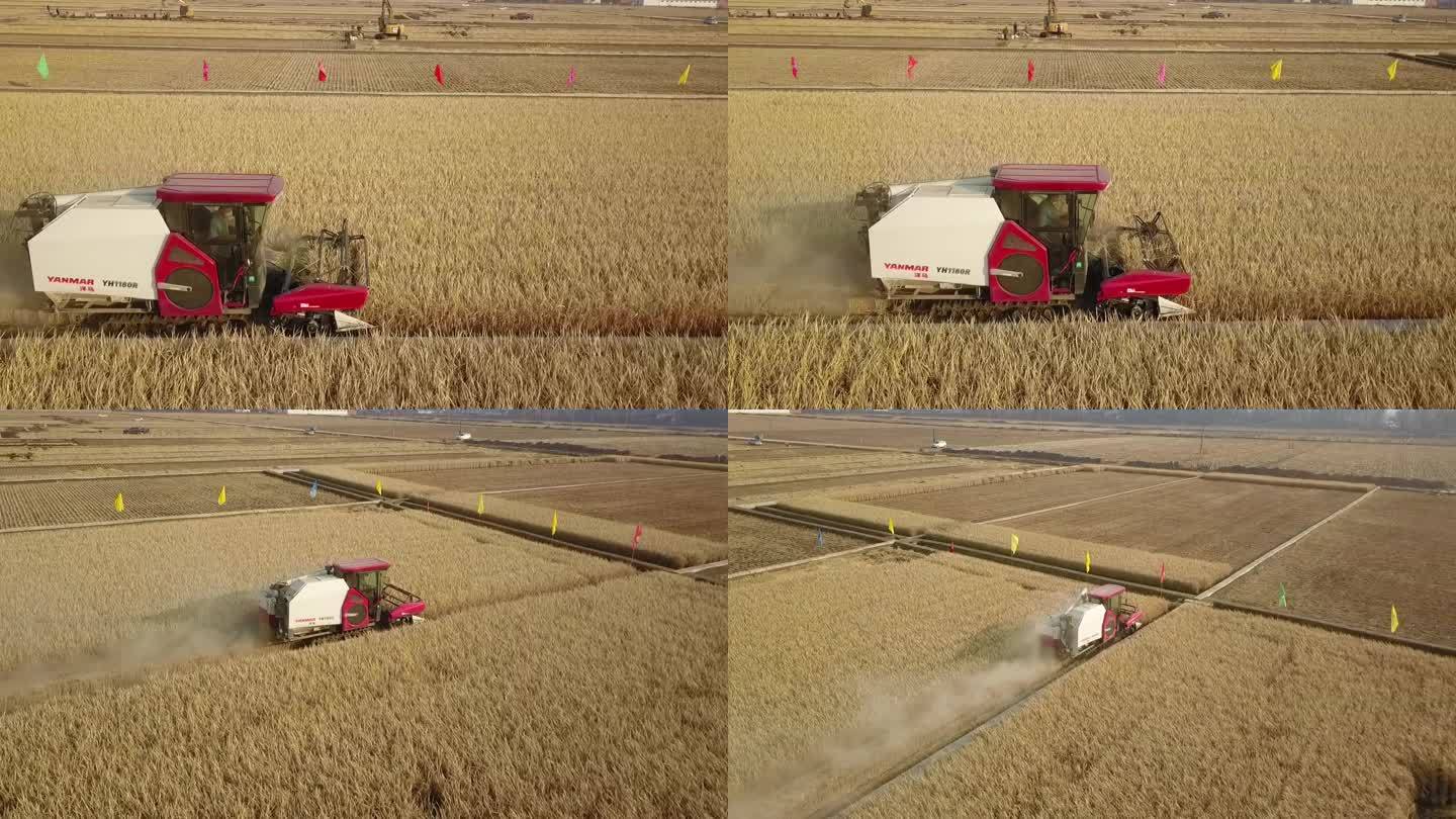 大型机械收割水稻