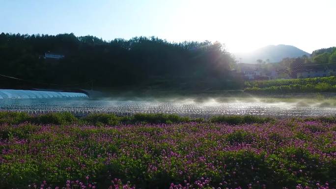 紫云英木耳菌袋自动灌溉洒水现代农业种植