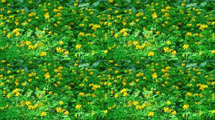 春天小溪边阳光树荫下盛开的一片黄色野花
