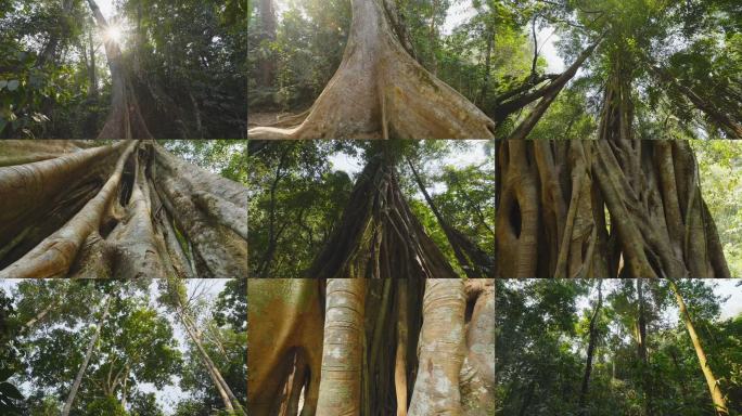 千年古树热带雨林丛林树木大树