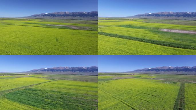 大美新疆草原湿地航拍