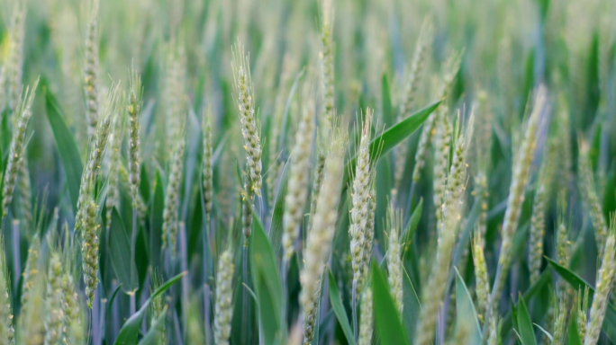 【原创实拍】粮食作物生长的小麦