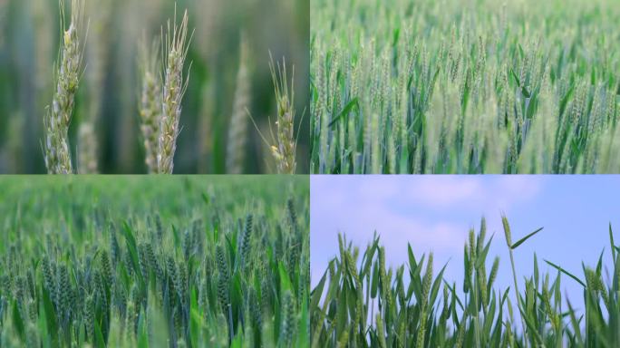 【原创实拍】粮食作物生长的小麦