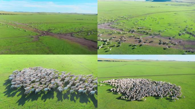 呼伦贝尔大草原羊群羊牧羊天然牧场