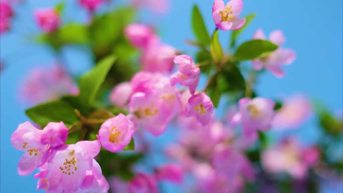 春天花朵樱花绽放过程植物延时40