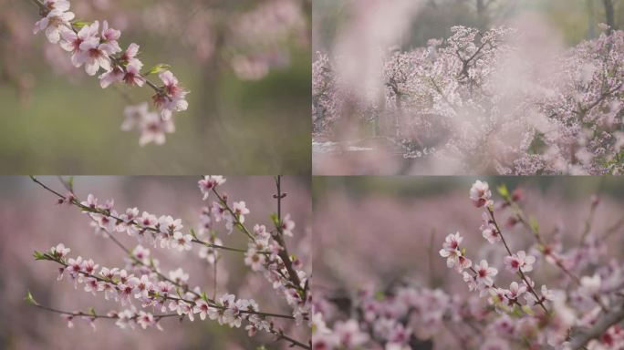 4K 桃花 春天桃花盛开