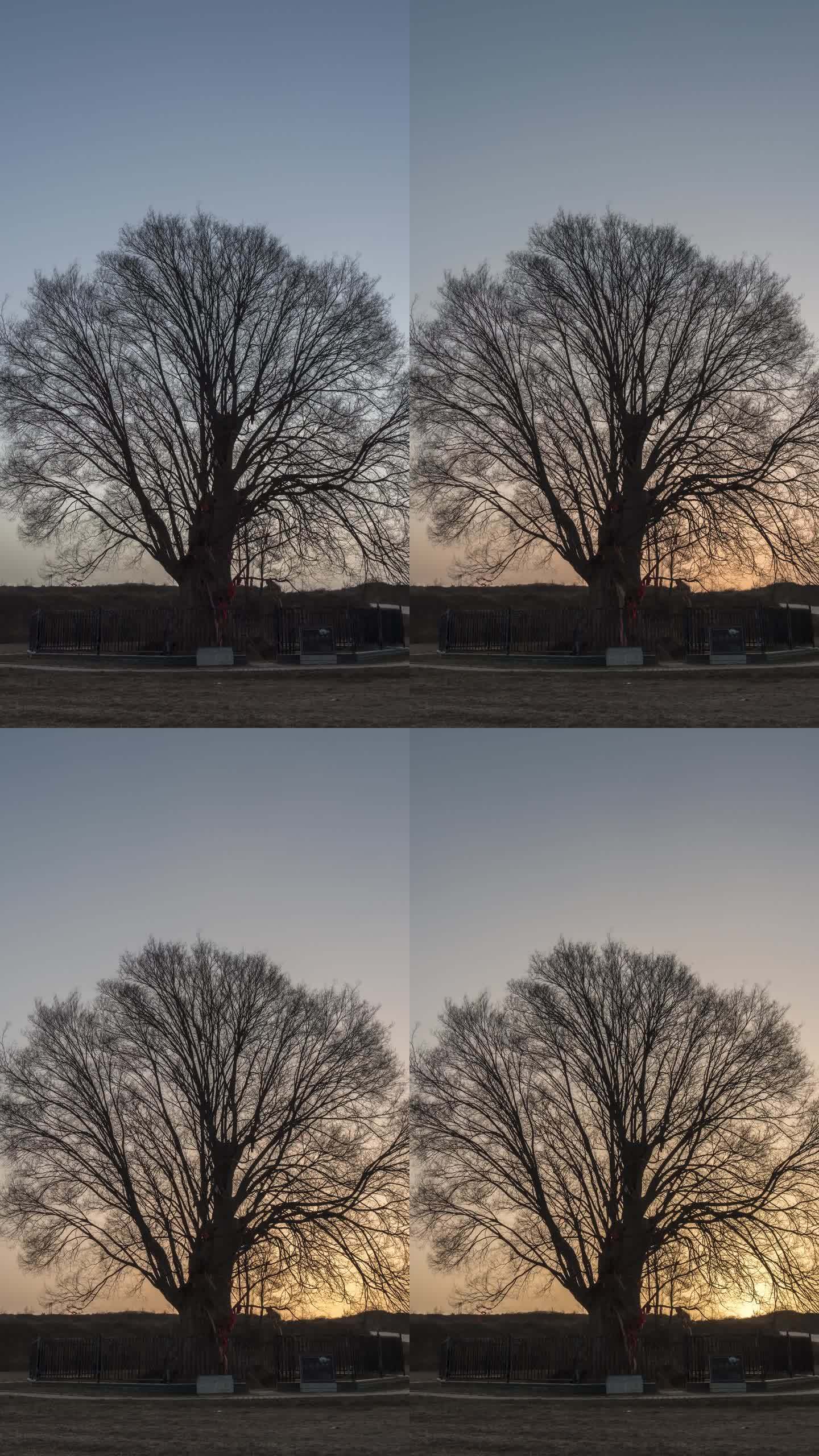 咸阳永寿千年榆树日出升起延时摄影竖版