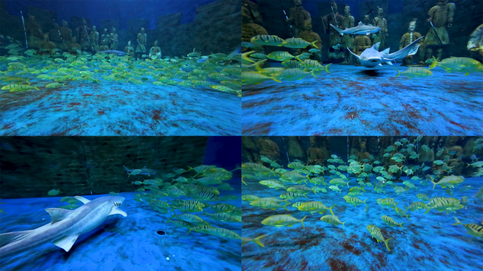 海洋馆鲨鱼和小黄鱼群多镜头