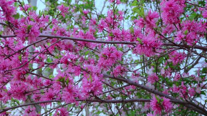 春暖花开 立夏 花开 发芽 绿植 阳光