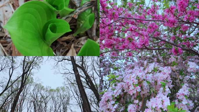 春暖花开 立夏 花开 发芽 绿植 阳光