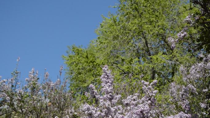 空镜微风中大树下紫丁香花丛