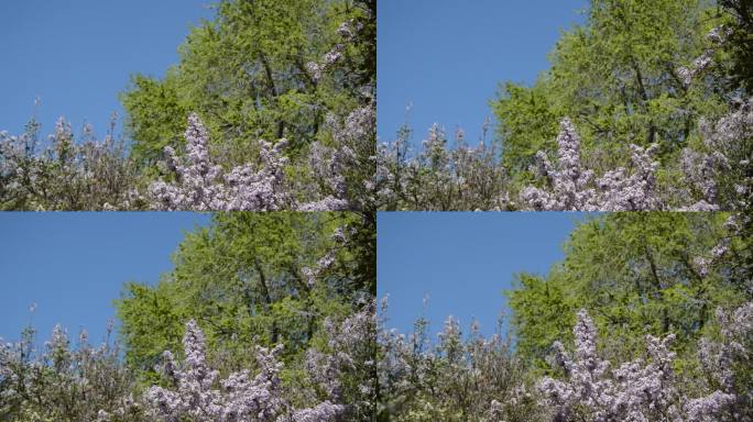 空镜微风中大树下紫丁香花丛