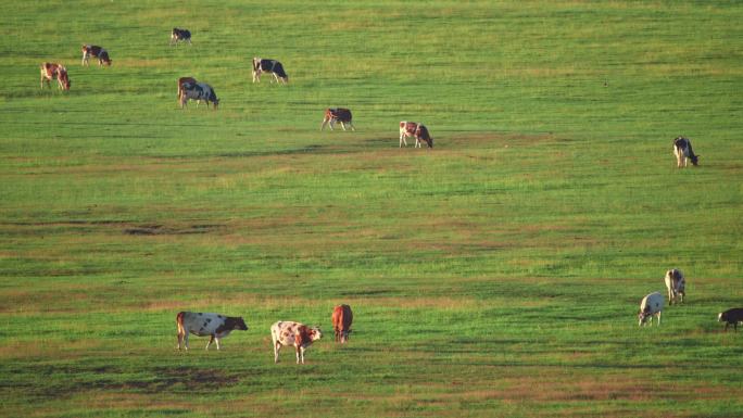 呼伦贝尔大草原-莫尔格勒 牛群