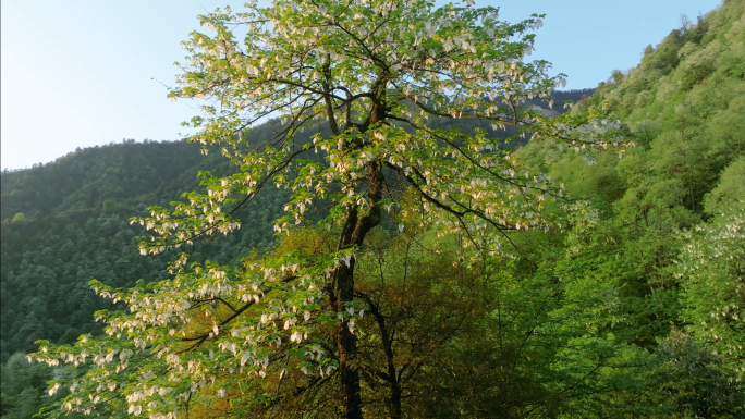 珍稀植物珙桐树开花鸽子花鸽子树航拍