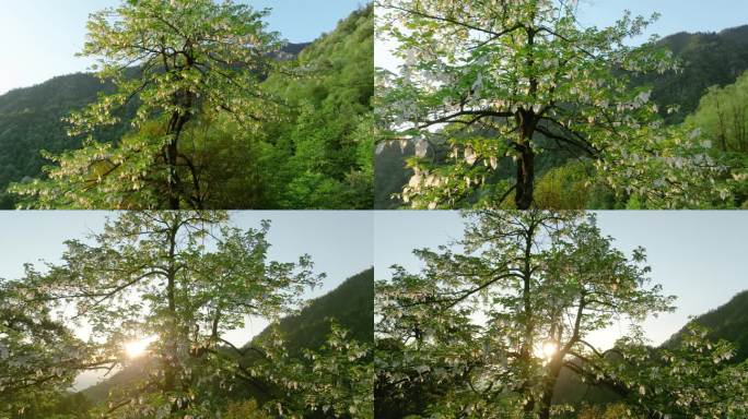 珍稀植物珙桐树开花鸽子花鸽子树航拍