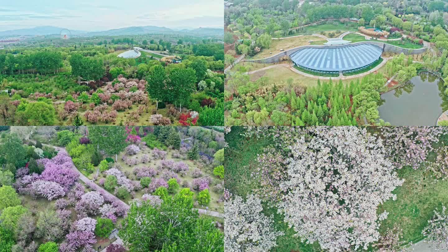 济南植物园航拍 4K 春景