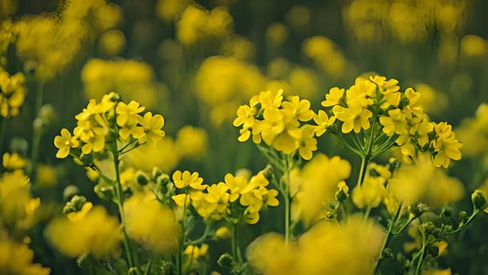 油菜花 金色 一望无际