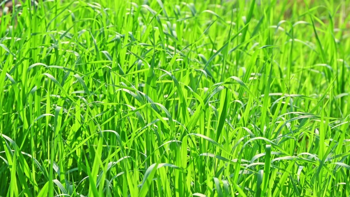 春天阳光下风吹动生长的绿色清新小草特写