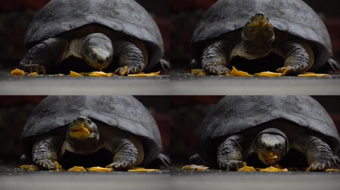 黄头庙龟吃木瓜