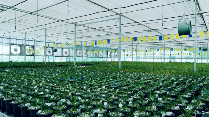 4k-大棚花卉种植兰花种植园智慧农业育苗