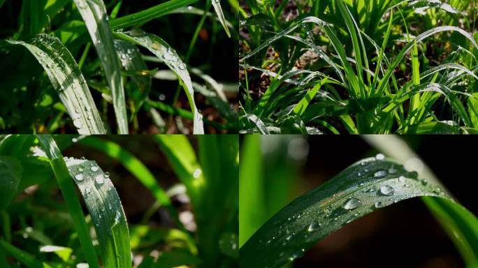 鸢尾花 绿叶 露珠 雨滴