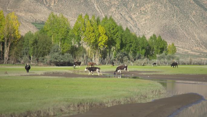 西藏拉孜湿地牛吃草