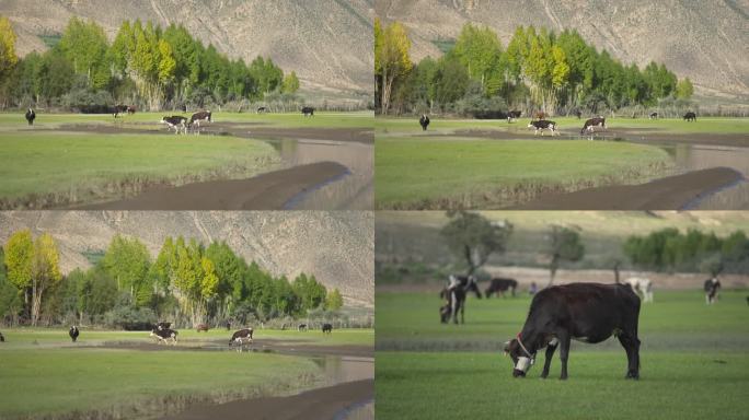 西藏拉孜湿地牛吃草