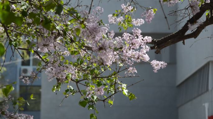 空镜楼前阳光照耀紫色丁香花的枝桠