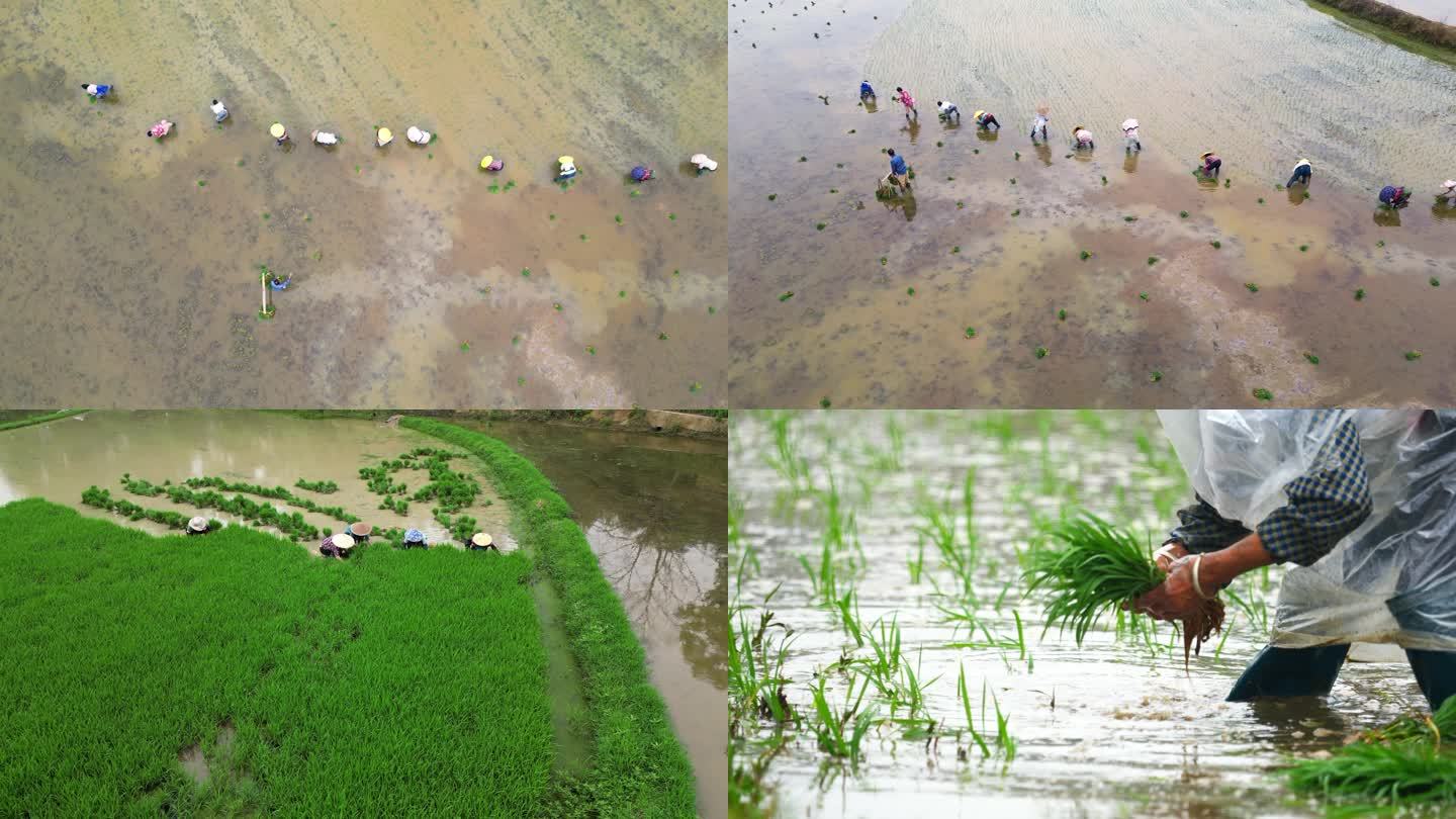 春天种植插秧种水稻乡村农业农民