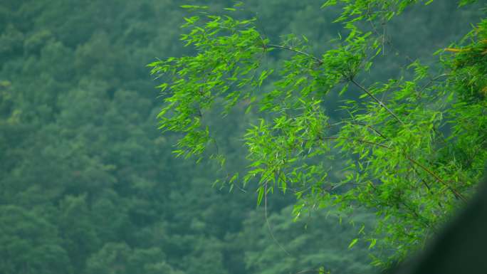 风吹动竹子6k，h265编码