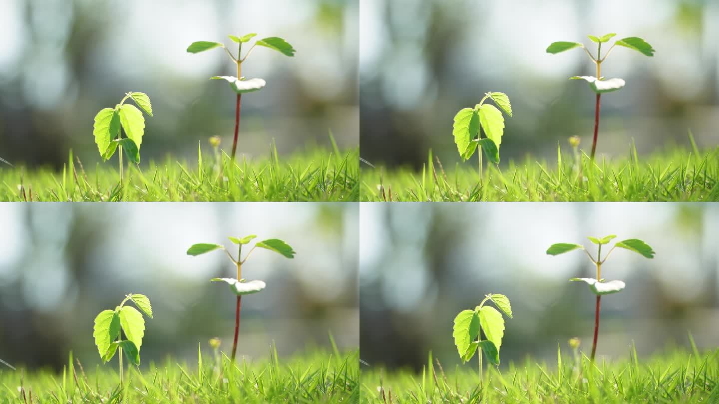 草地阳光空镜头小树苗